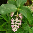 Medinilla Myriantha Malaysian Orchid Live Air Plant 3" Pot Indoor Outdoor Garden