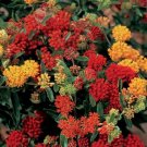 Asclepias Butterfly Tuberosas Flowers In Shades Of Multicolor 20 Seeds Indoor Outdoor Garden