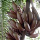 Paradisiaca Banana Musa Edible Have Been Derived Crosse With Wild Variety 8 Seed Indoor Outdoor Gard