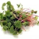 Sprouting Buckwheat Mild Tastes Grow Your Owns In Just A Few Days 4 Ounces Seeds Indoor Outdoor Gard