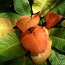 Prince Of Orange Philodendron Live Plant 3" Pot Indoor Outdoor Garden
