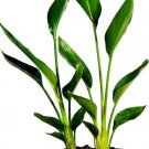 Two Orange Bird Of Paradise Live Plant Plant 2 Pack 2" Pot Indoor Outdoor Garden