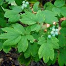 Caulophyllum Blue Botanical Cohosh Thalictroides Organic 30 Bare Roots Indoor Outdoor Garden