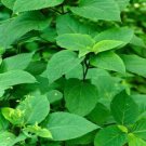 Canadensis Stone Medicinal Organic Transplant Collinsonia Wildflower 3 Bare Root Indoor Outdoor Gard