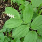 Solomons Maianthemum Racemosums Transplant Organically Solomonseal 30 Bare Roots Indoor Outdoor Gard