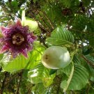 Passiflora Quadrangularis Live Plant Granadilla Passion Fruit Vine Flowers 3"Pot Indoor Outdoor Gard Passiflora Quadrangularis Live Plant Granadilla Passion Fruit Vine Flowers 3"Pot Indoor Outdoor Gard