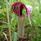 Arisaema Jack In The Pulpit Triphylluindian Turnip Planting Organic 15 Bare Root Indoor Outdoor Gard