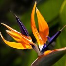 Bird Of Paradise Orange Live Plant Best Gift Indoor Outdoor Garden