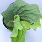 Platycerium Elephantotis Elephant Staghorn Fern Live Plant Indoor Outdoor Garden