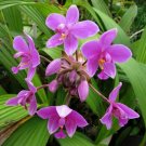 Spathoglottis Plicata Purple Ground Orchid Live Plant Indoor Outdoor Garden Spathoglottis Plicata Purple Ground Orchid Live Plant Indoor Outdoor Garden