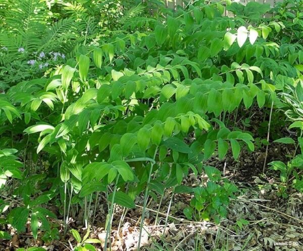 Biflorum Polygonatum Solomons Organic True Seal Bulbs For Planting 15 Bare Roots Indoor Outdoor Gard