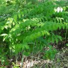 Biflorum Polygonatum Solomons Organic True Seal Bulbs For Planting 15 Bare Roots Indoor Outdoor Gard