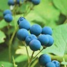 Thalictroides Cohosh Botanical Caulophyllum Plant Organic 15 Bare Root Indoor Outdoor Garden