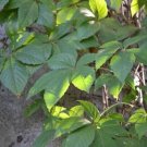 Ivy Parthenocissus Quinquefolia Virginias Vine Creepers S 20 Bare Roots Indoor Outdoor Garden