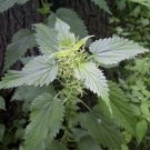 Urtica Stinging Dioica Nettle Plant Only Transplant Organicly Grows 3 Bare Roots Indoor Outdoor Gard