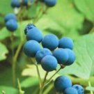 Caulophyllum Botanical Blue Thalictroides Cohosh Organic 10 Bare Roots Indoor Outdoor Garden
