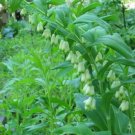 Biflorum Solomons Polygonatum Organically Growns Transplant Organic 5 Bare Roots Indoor Outdoor Gard Biflorum Solomons Polygonatum Organically Growns Transplant Organic 5 Bare Roots Indoor Outdoor Gard