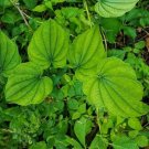 Villosa Wild Yam Dioscorea Organic Vine Bulbs For Planting 3 Bare Root Indoor Outdoor Garden