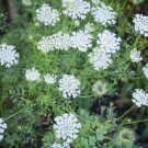Carota Queen Anne’S Lace Daucus Herb Wildflower Transplant 3 Bare Root Indoor Outdoor Garden