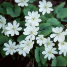 Jeffersonia Twin Diphylla Premium Organic Leaf Wildflower 10 Bare Root Indoor Outdoor Garden