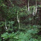 Racemosa Black Organic Actaeas Organically Grown Plants Transplant 30 Bare Roots Indoor Outdoor Gard