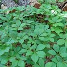 Virginia Quinquefolia Creeper Parthenocissus Ground Cover 10 Bare Root Indoor Outdoor Garden