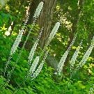 Actaea Cohosh Black Racemosas Plants Transplant Organically Grown 100 Bare Roots Indoor Outdoor Gard
