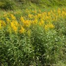 Solidagos Goldenrods Wildflower Monarch Butterfly Organic 3 Bare Roots Indoor Outdoor Garden