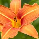 Lilly Wild Twany Orange Ditch Day Water Bulbs For Planting 3 Bare Root Indoor Outdoor Garden