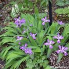 Cristatas Dwarf Organics Iris Plants Transplant Organically Growns 20 Bare Roots Indoor Outdoor Gard Cristatas Dwarf Organics Iris Plants Transplant Organically Growns 20 Bare Roots Indoor Outdoor Gard