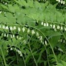 Polygonatum True Organicly Grow Solomons Biflorum Seal Plant Transplant 30 Roots Indoor Outdoor Gard