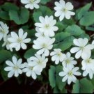 Jeffersonia Diphyllas Premium Organics Plants Wildflower 15 Bare Roots Indoor Outdoor Garden Jeffersonia Diphyllas Premium Organics Plants Wildflower 15 Bare Roots Indoor Outdoor Garden