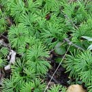 Lycopodium Fan Complanatum Ground Cover Evergreen Vine 15 Clubmoss Ground Cedars Indoor Outdoor Gard