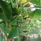 4 Dwarf Namwah Banana Fruit Live Plants Four Plant Pisang Awak Indoor Outdoor Garden