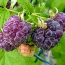 4 Glencoe Raspberry Plants Purple Live Plant Fruit Indoor Outdoor Garden