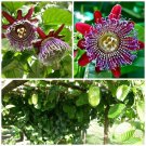 4 Giant Granadilla Passion Fruit Live Plants Four Plants Indoor Outdoor Garden