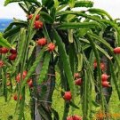 4 Edgar'S Baby Dragon Fruit Red Live Four Plants Plant Indoor Outdoor Garden 4 Edgar'S Baby Dragon Fruit Red Live Four Plants Plant Indoor Outdoor Garden