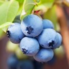 4 Biloxi Blueberry Fruits Live Plants Southern Highbush Four Plant Indoor Outdoor Garden