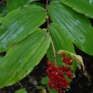Maianthemum False Solomonseal Seal Racemosum Organic Solomons False 15 Bare Root Indoor Outdoor Gard Maianthemum False Solomonseal Seal Racemosum Organic Solomons False 15 Bare Root Indoor Outdoor Gard