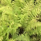 Athyrium Lady Woodland Femina Ferns Filix Plant Wildflower 3 Bare Root Indoor Outdoor Garden