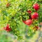 4 Wonderful Pomegranate Fruit Live Plnats Tree Four Plant Indoor Outdoor Garden