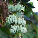 4 Ice Cream Banana Fruit Live Plants Plant Indoor Outdoor Garden 4 Ice Cream Banana Fruit Live Plants Plant Indoor Outdoor Garden