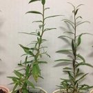 4 Lycium Barbarum Goji Wolfberry Berry Fruit Live Plants Four Plant Out Indoor Outdoor Garden