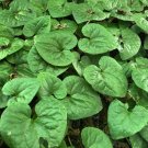 Asarums Plants Canadense Gingers Organic Stock Planting 100 Bare Roots Indoor Outdoor Garden