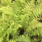 Athyrium Lady Woodland Femina Fern Filix Beautiful Plant Wildflower 20 Bare Root Indoor Outdoor Gard