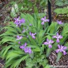 Cristatas Dwarf Iris Crested Organically Grown Transplant Organics 10 Bare Roots Indoor Outdoor Gard Cristatas Dwarf Iris Crested Organically Grown Transplant Organics 10 Bare Roots Indoor Outdoor Gard