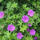 Cranesbill Maculatum Transplant Organically Grown Geraniums Organic 10 Bare Root Indoor Outdoor Gard