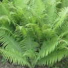Athyrium Lady Woodland Fern Wildflower Femina Filix Plant 10 Bare Root Indoor Outdoor Garden