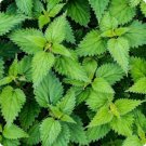 Urtica Stinging Dioica Netle Organically Grown Plant Transplant Only 5 Bare Root Indoor Outdoor Gard Urtica Stinging Dioica Netle Organically Grown Plant Transplant Only 5 Bare Root Indoor Outdoor Gard