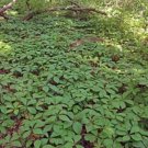 Quinquefolia Ivy Parthenocissus Creeper Plant Vine Victoria Creeper 5 Bare Roots Indoor Outdoor Gard Quinquefolia Ivy Parthenocissus Creeper Plant Vine Victoria Creeper 5 Bare Roots Indoor Outdoor Gard